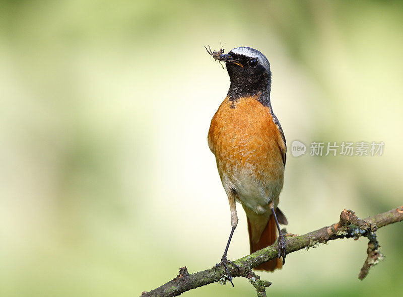 公红雀(Phoenicurus Phoenicurus)